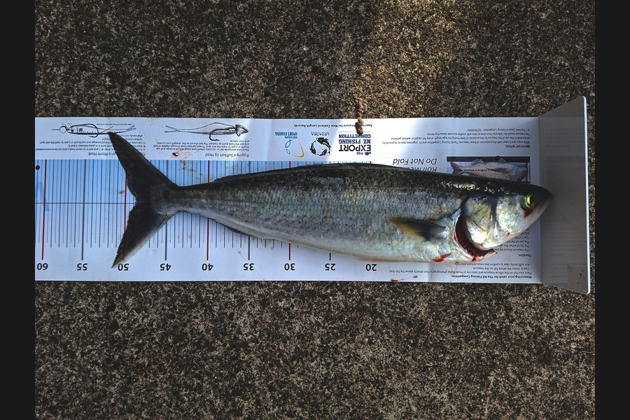 Kathryn  Johnston  caught this 48cm Kahawai at Waikato during The Export NZ Fishing Competition
