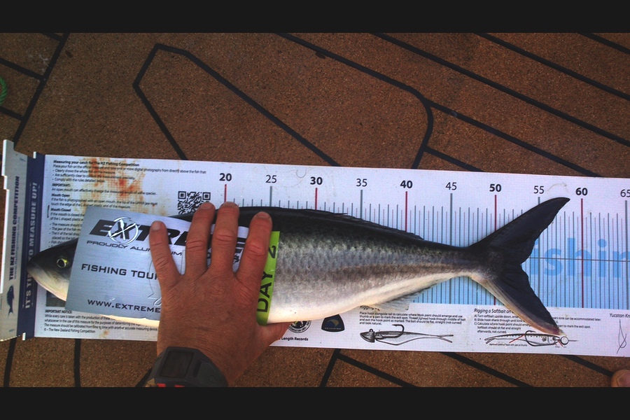 tim gemmell caught this 53.0cm Kahawai at Whiti during The Export NZ Fishing Competition