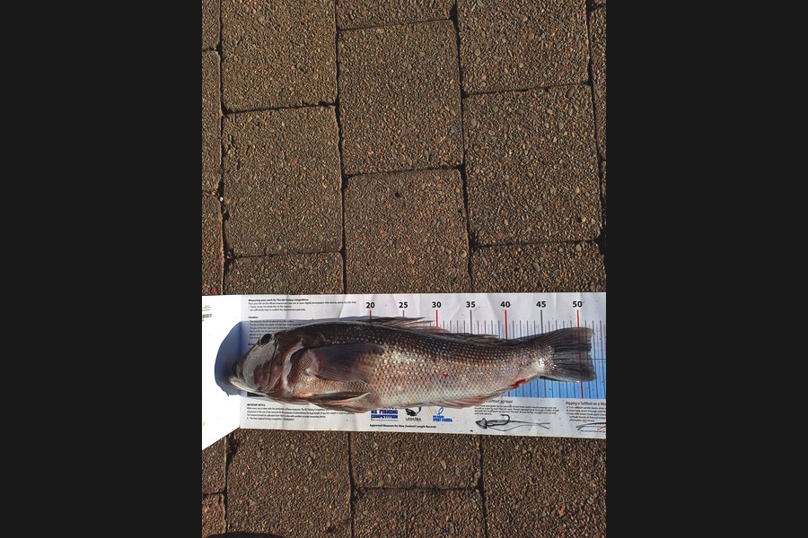 Dave Richards caught this 51.5cm Blue Cod at Wellington during The Export NZ Fishing Competition