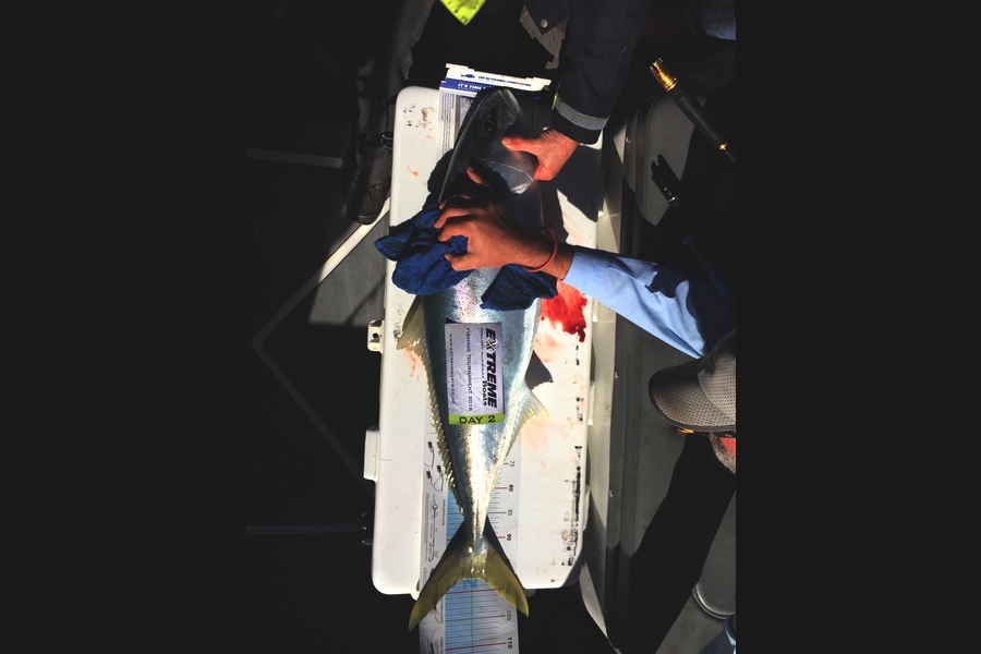 Bob Hawke caught this 98.0cm Kingfish at Whitianga  during The Export NZ Fishing Competition