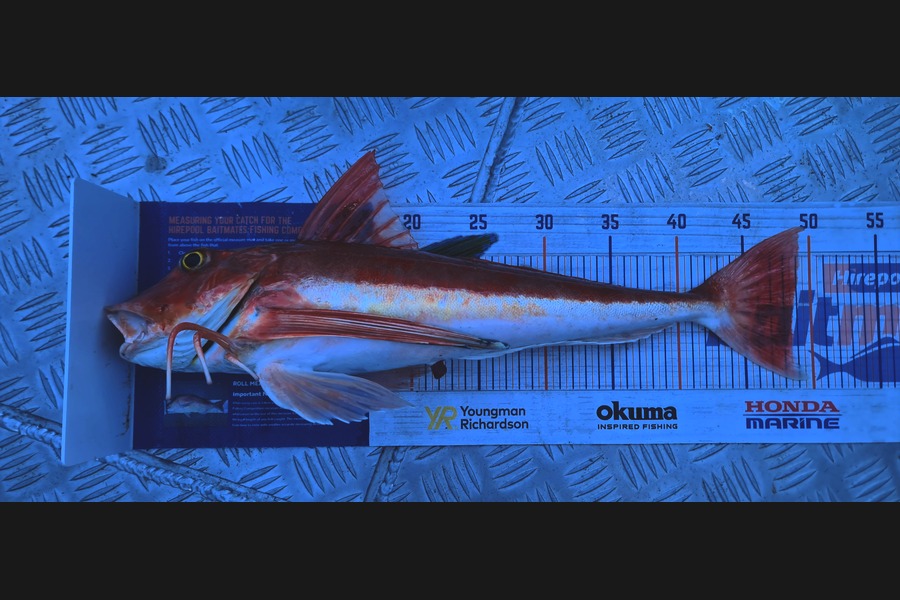 Carl McCoy caught this 48.5cm Gurnard at Wellington during The Export NZ Fishing Competition