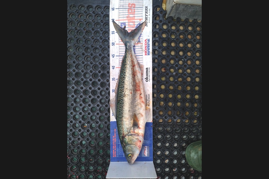 Brendan Taylor caught this 54.5cm Kahawai at Canterbury during The Export NZ Fishing Competition