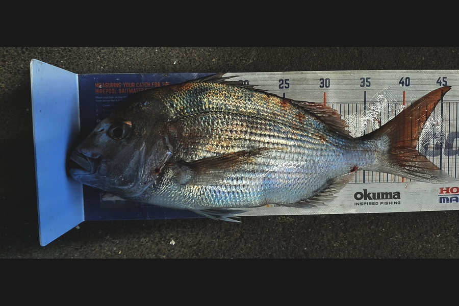 Mark Wickens caught this 41.5cm Snapper at Wellington during The Export NZ Fishing Competition