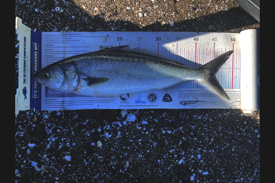 Ian Pedersen caught this 45.0cm Kahawai at Coromandel during The Export NZ Fishing Competition