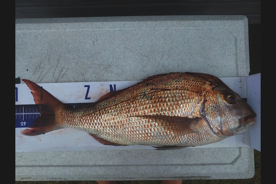 Aaron Jaques caught this 60.0cm Snapper at Northland during The Export NZ Fishing Competition