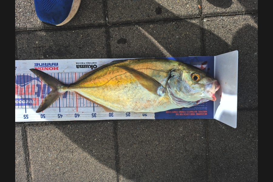 Blair Haase caught this 47.0cm Trevally at Taranaki during The Export NZ Fishing Competition