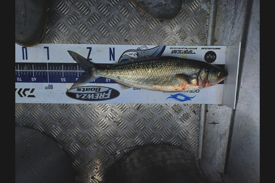 Aaron Jaques caught this 47.5cm Kahawai at Northland during The Export NZ Fishing Competition