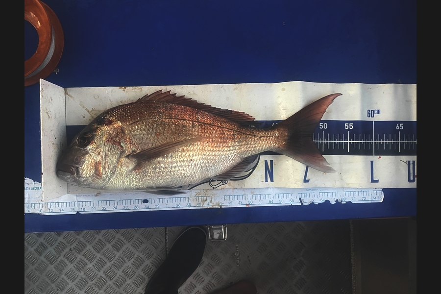 Matt Harrison caught this 47cm Snapper at Northland during The Export NZ Fishing Competition