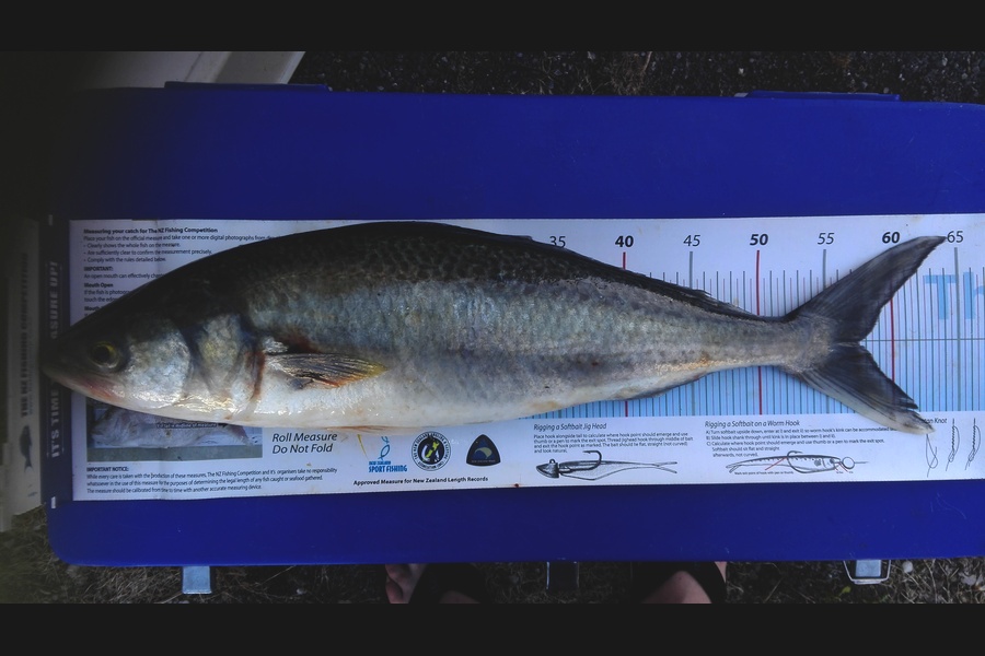 Mathew Goodall caught this 57.0cm Kahawai at Firth of Thames during The Export NZ Fishing Competition