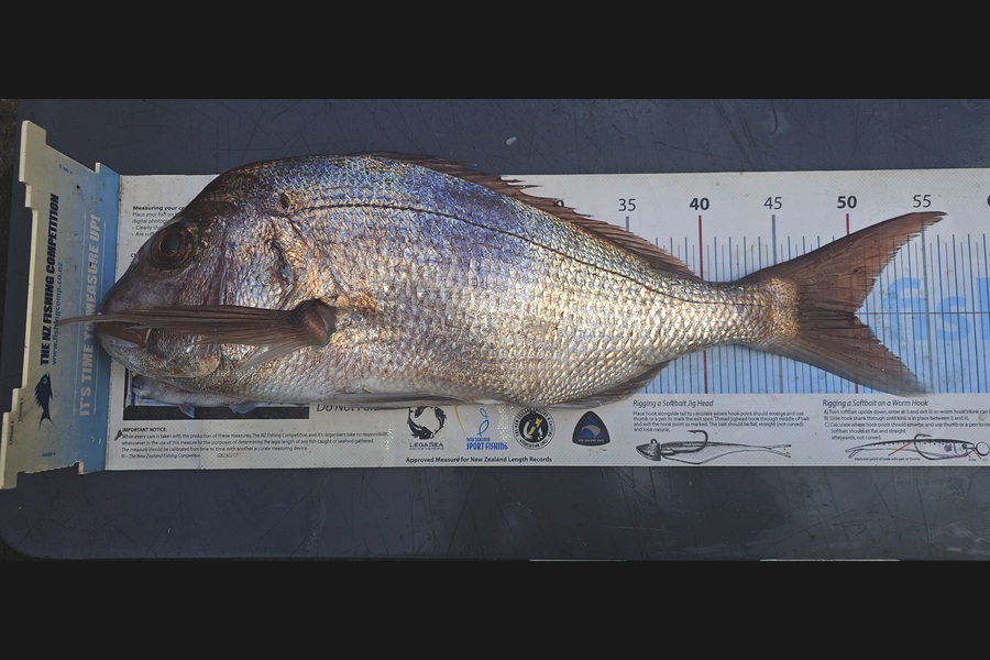 Frank van Vroonhoven caught this 50.0cm Snapper at Bay of Plenty during The Export NZ Fishing Competition
