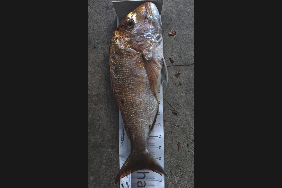 Glen Harwood caught this 69.0cm Snapper at Waikato during The Export NZ Fishing Competition