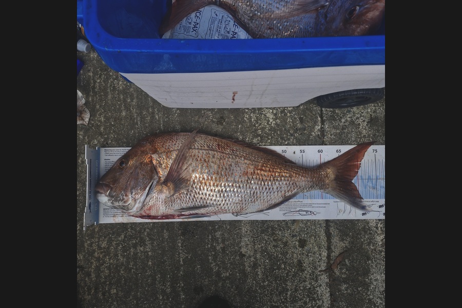 Yolande Jeffares caught this 68.0cm Snapper at Nelson/Marlborough during The Export NZ Fishing Competition