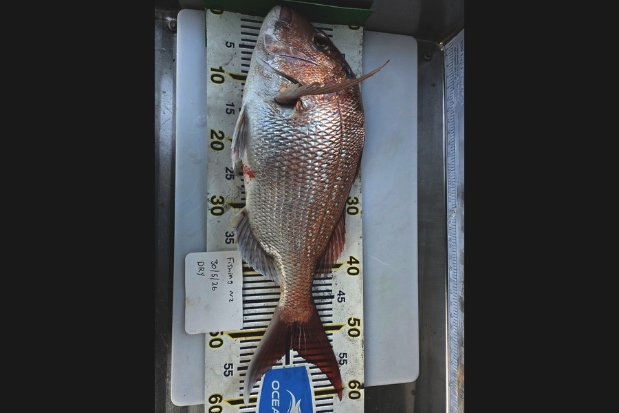 Brandon Flay caught this 52cm Snapper at Taranaki during The Export NZ Fishing Competition