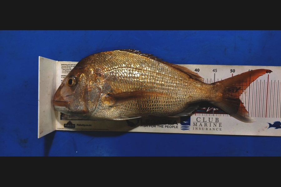 Barry  Howard caught this 52.0cm Snapper at Auckland during The Export NZ Fishing Competition