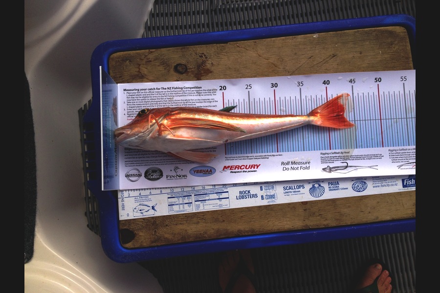 Karen Blockley caught this 43.0cm Gurnard at RAGLAN during The Export NZ Fishing Competition