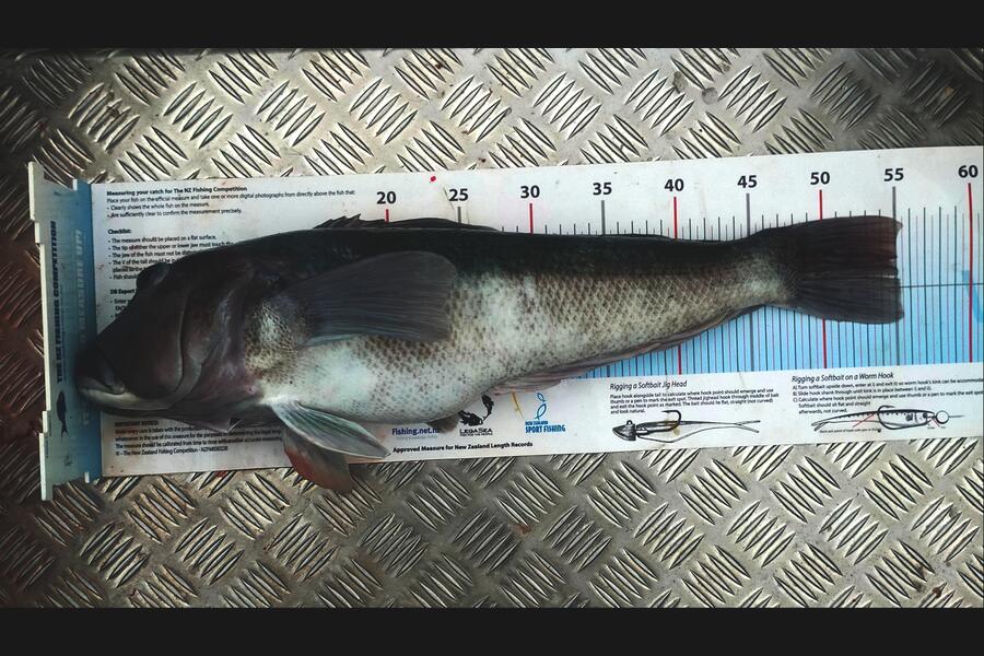 Shane Kaina caught this 55.0cm Blue Cod at Otago during The Export NZ Fishing Competition