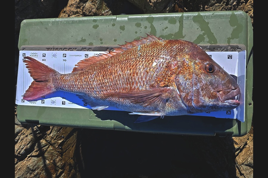 Joel Davies caught this 84.5cm Snapper at Northland during The Export NZ Fishing Competition