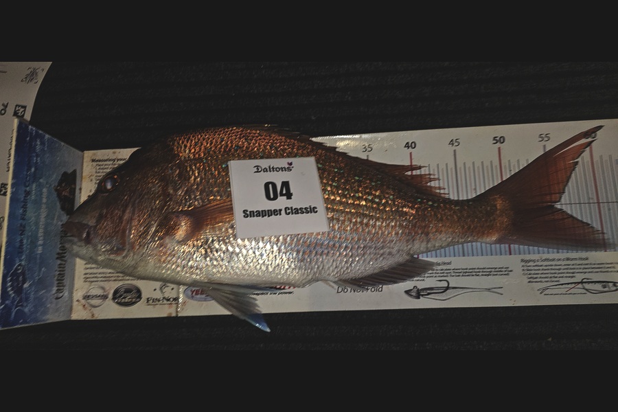 Frank van Vroonhoven caught this 55.0cm Snapper at Bay of Plenty during The Export NZ Fishing Competition
