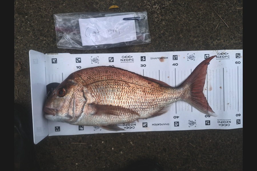 Craig Nelder caught this 48.0cm Snapper at Northland during The Export NZ Fishing Competition