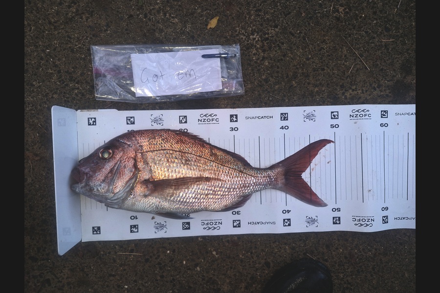Rosie Phillips caught this 43.0cm Snapper at Northland during The Export NZ Fishing Competition
