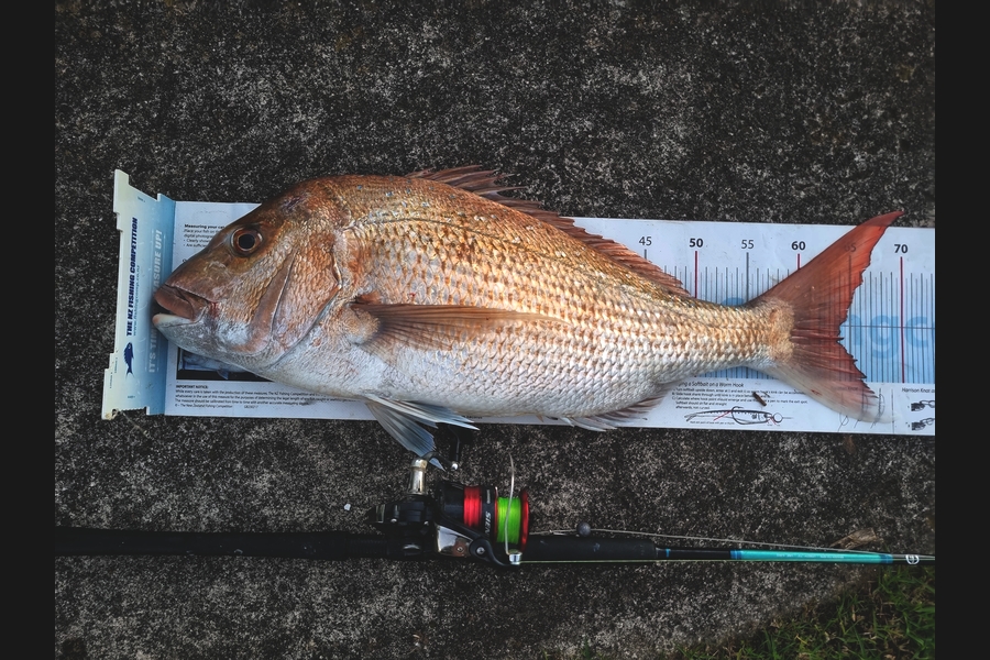 Brad Wilkie caught this 64.0cm Snapper at Coromandel during The Export NZ Fishing Competition