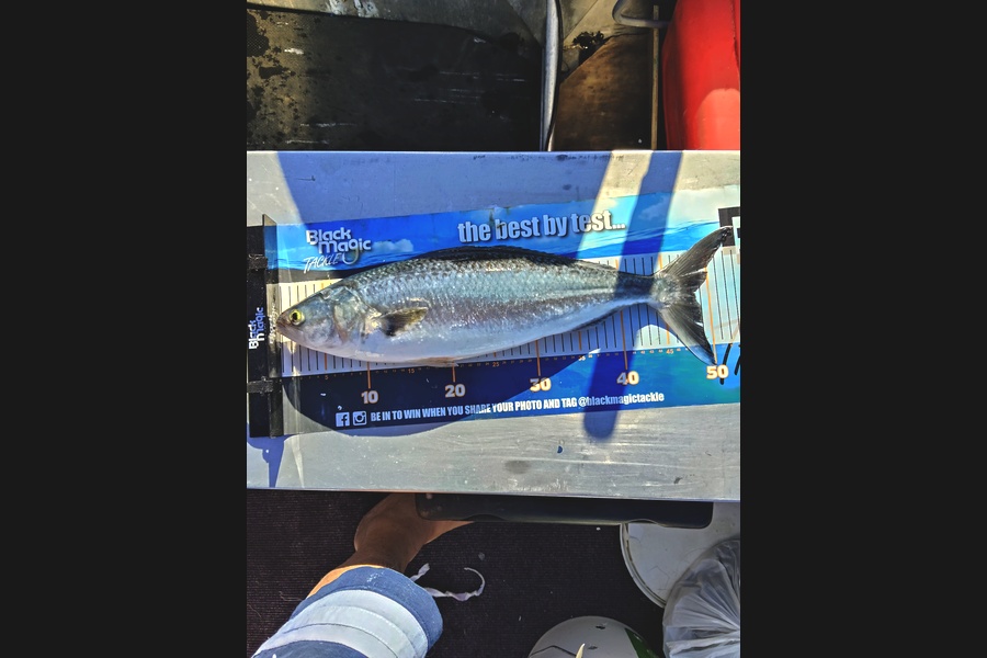 Mark  Cameron  caught this 48.0cm Kahawai at Northland during The Export NZ Fishing Competition