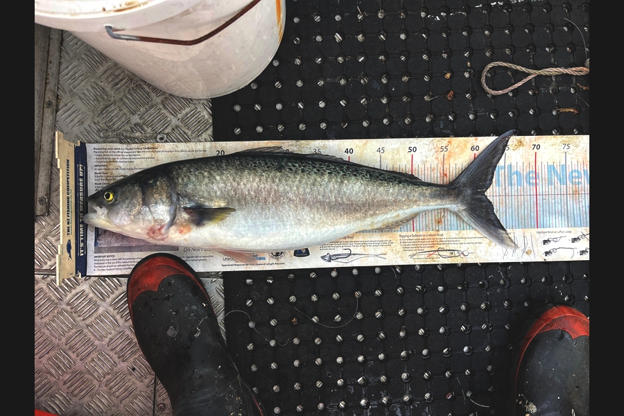 Mikey Moses caught this 61.5cm Kahawai at Coromandel during The Export NZ Fishing Competition