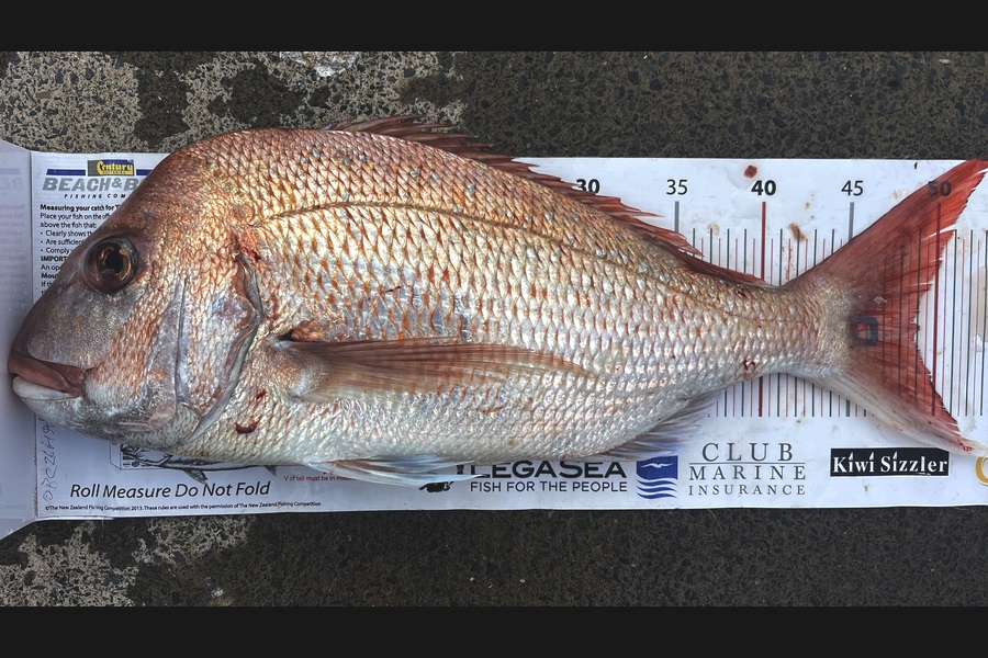 Brendan Lochead caught this 48.5cm Snapper at Auckland during The Export NZ Fishing Competition