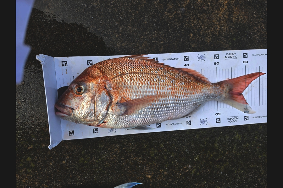 Shannon Graham caught this 58.0cm Snapper at Manawatu during The Export NZ Fishing Competition