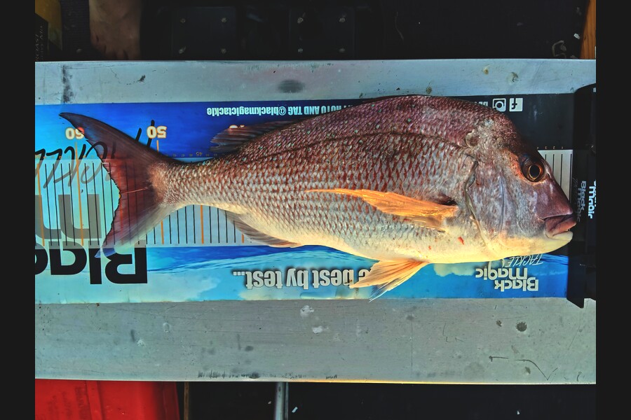 Mark  Cameron  caught this 55.0cm Snapper at Northland during The Export NZ Fishing Competition