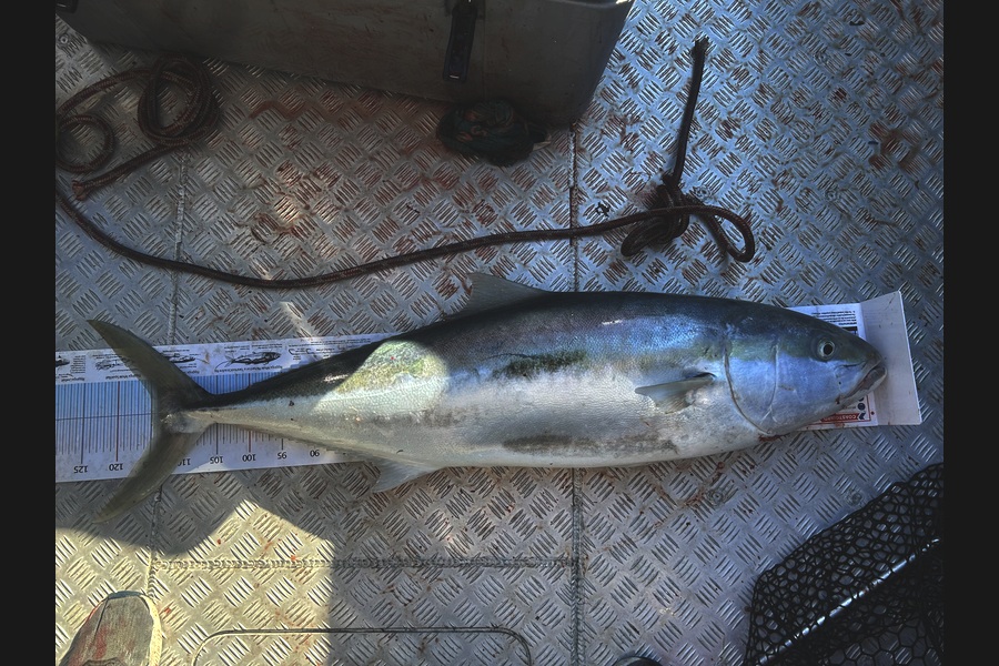 Mark  Armistead caught this 115.0cm Kingfish at Bay of Plenty during The Export NZ Fishing Competition