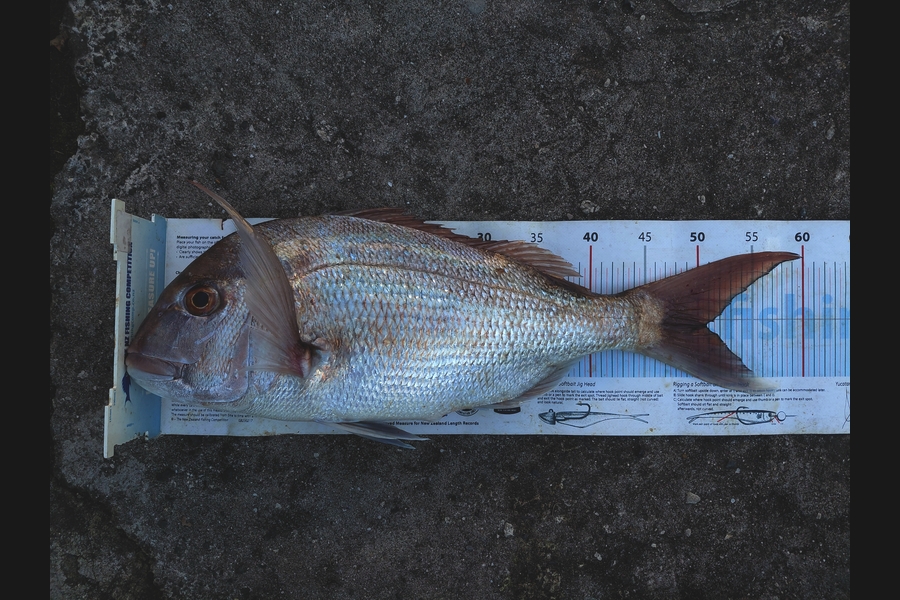 Mike Crawford caught this 50.5cm Snapper at Northland during The Export NZ Fishing Competition