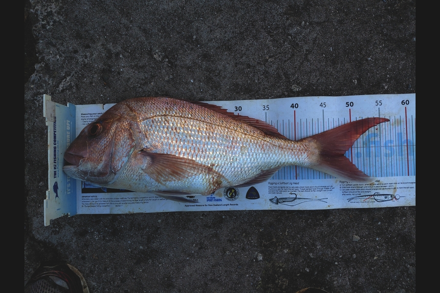 Bruce Hooper caught this 48.5cm Snapper at Northland during The Export NZ Fishing Competition