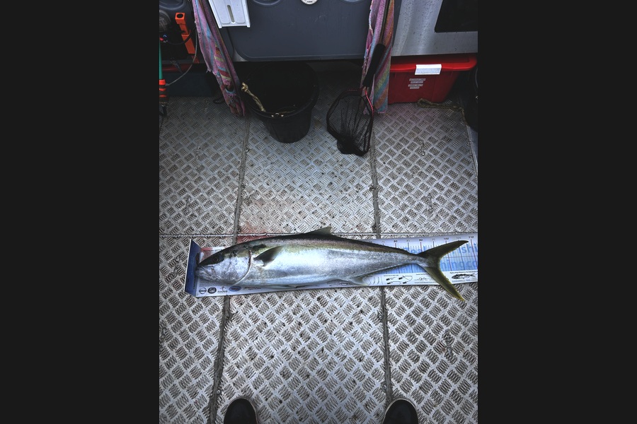 Jarrad Urwin caught this 96.0cm Kingfish at Northland during The Export NZ Fishing Competition