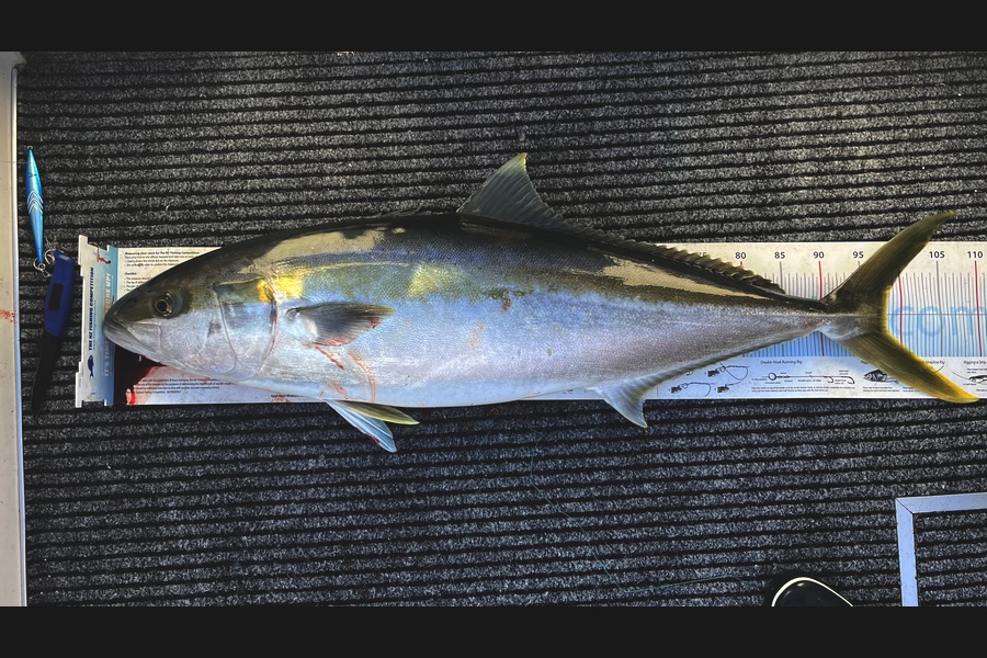 James McLean caught this 98.0cm Kingfish at Auckland during The Export NZ Fishing Competition