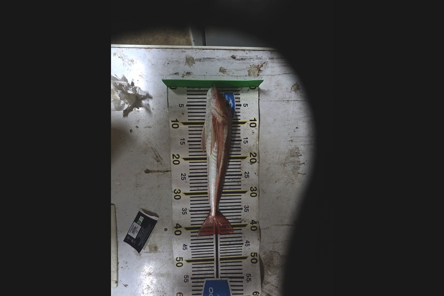 Brandon Flay caught this 42.0cm Gurnard at Taranaki during The Export NZ Fishing Competition