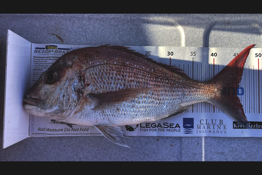 Brendan Lochead caught this 45.0cm Snapper at Auckland during The Export NZ Fishing Competition