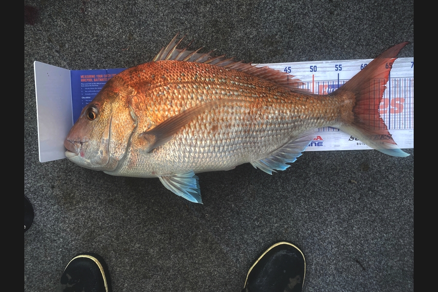 Errol Johnson caught this 62.5cm Snapper at Auckland during The Export NZ Fishing Competition