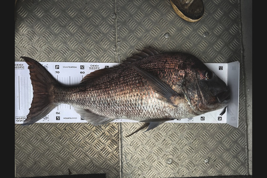 Tom Harley caught this 79.5cm Snapper at Northland during The Export NZ Fishing Competition