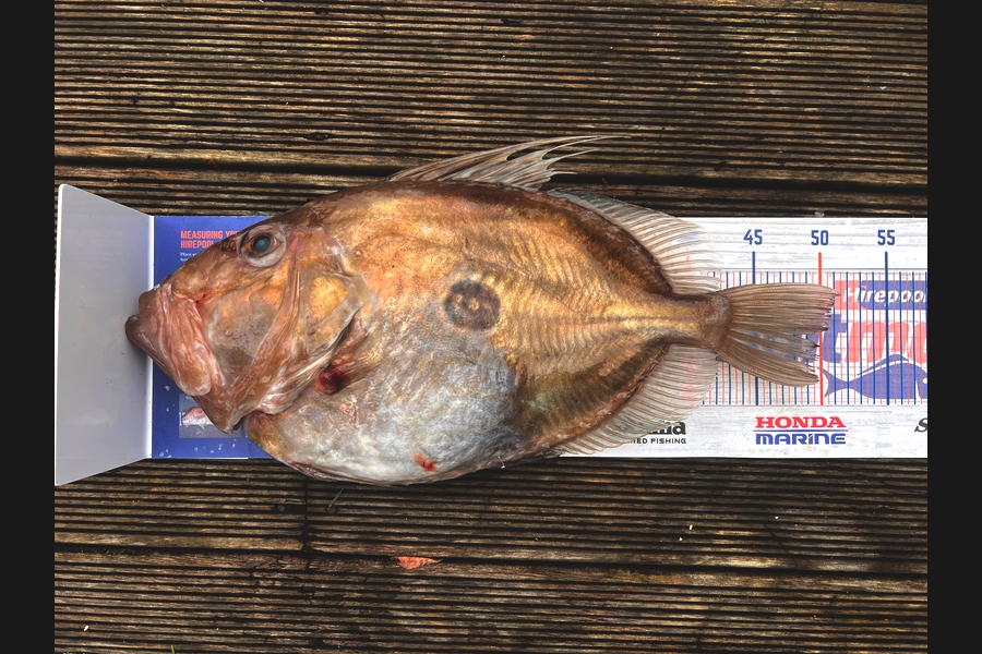 Andrew Froome caught this 50.0cm John Dory at Taranaki during The Export NZ Fishing Competition