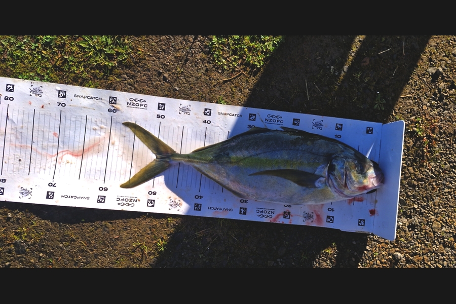 Craig Nelder caught this 50.0cm Trevally at Northland during The Export NZ Fishing Competition