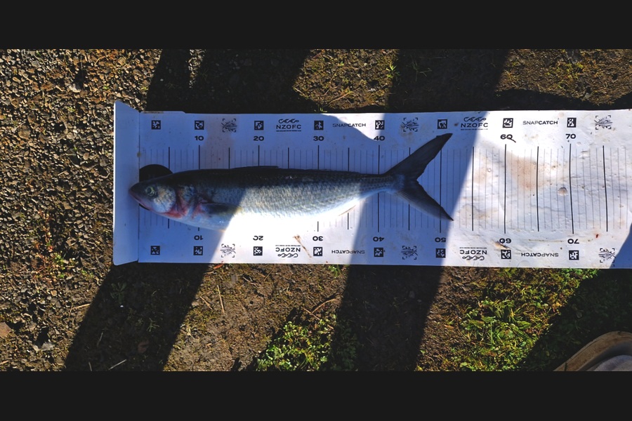 Craig Nelder caught this 46.0cm Kahawai at Northland during The Export NZ Fishing Competition