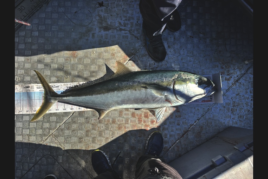 Lee Stringer caught this 119.0cm Kingfish at Bay of Plenty during The Export NZ Fishing Competition