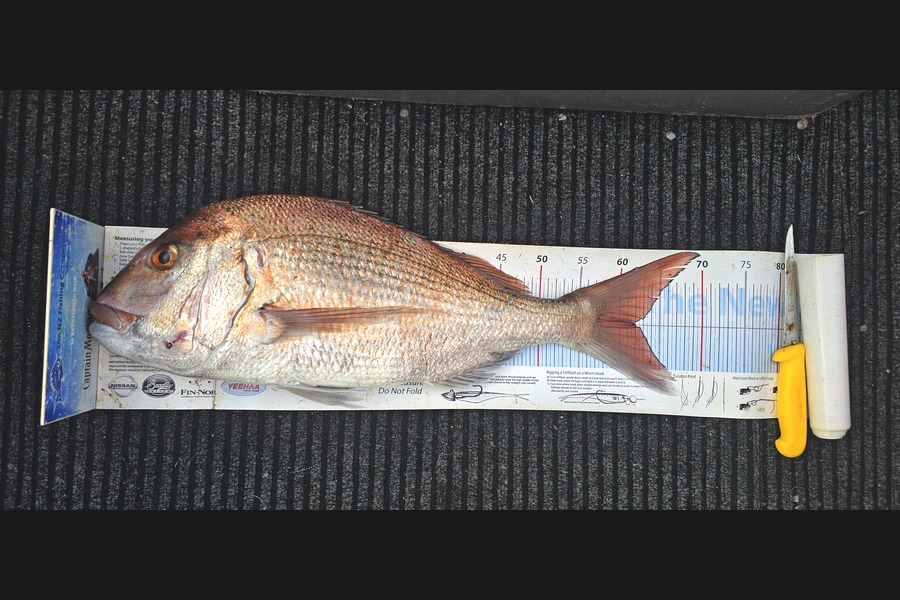 Frank van Vroonhoven caught this 61.5cm Snapper at Bay of Plenty during The Export NZ Fishing Competition