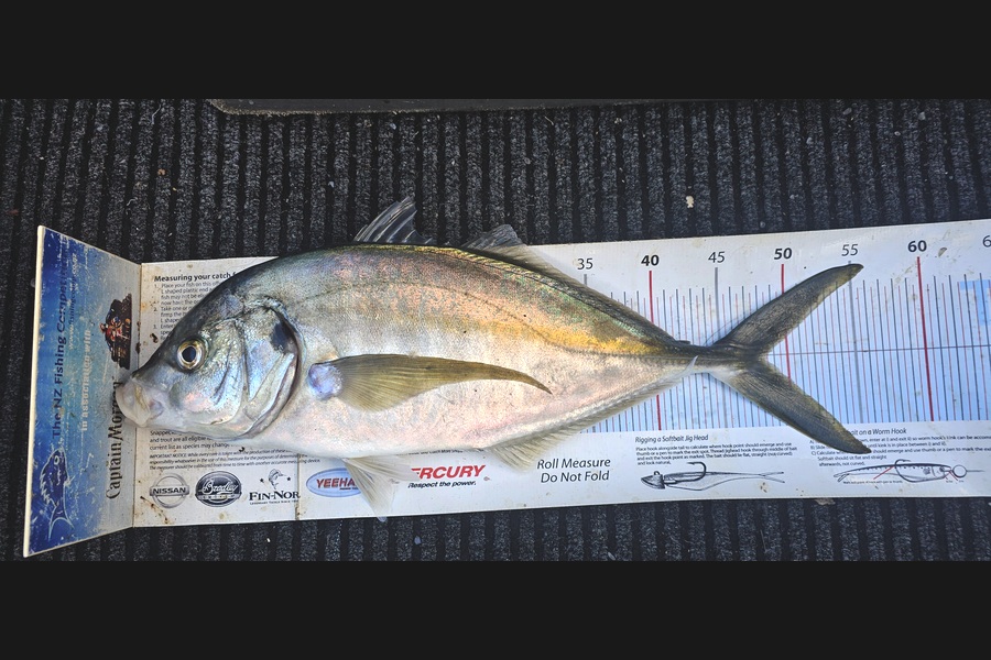 Frank van Vroonhoven caught this 48.0cm Trevally at Bay of Plenty during The Export NZ Fishing Competition