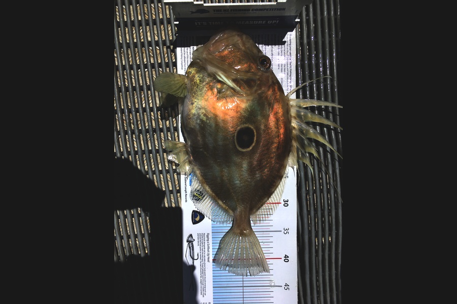 Greg Watkins caught this 43.0cm John Dory at Outer gulf during The Export NZ Fishing Competition