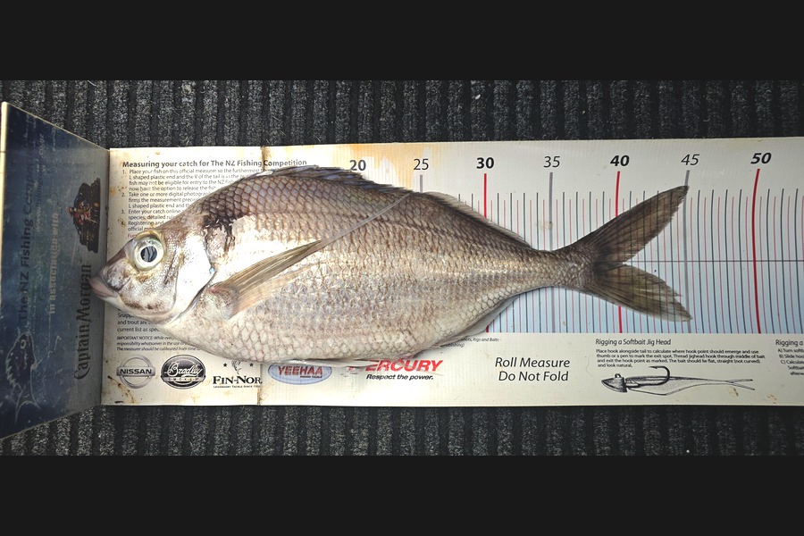 Frank van Vroonhoven caught this 40cm Tarakihi at Bay of Plenty during The Export NZ Fishing Competition