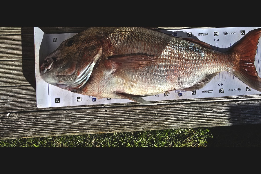 Nicole  Frood caught this 73.0cm Snapper at Northland during The Export NZ Fishing Competition