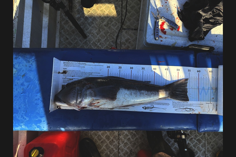 Jonny Harman caught this 54.0cm Blue Cod at Nelson/Marlborough during The Export NZ Fishing Competition