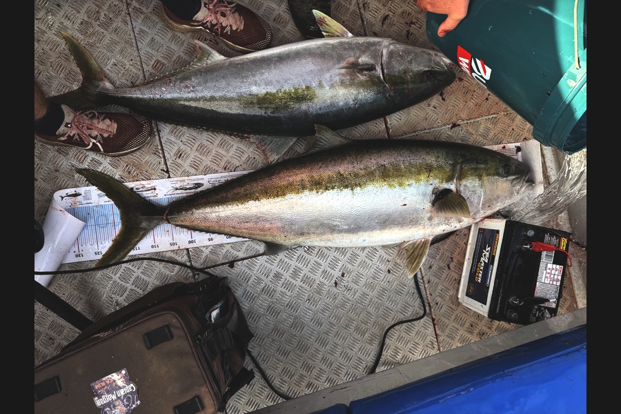 Jonny Harman caught this 118.0cm Kingfish at Nelson/Marlborough during The Export NZ Fishing Competition